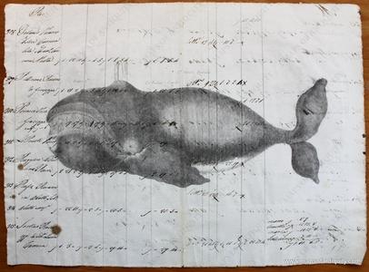 Bowhead Whale (Reproduction on Antique Paper) Clearance Fashionable