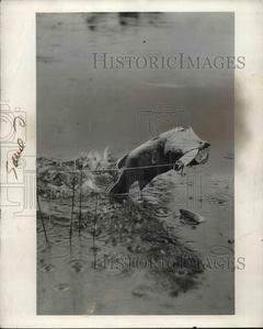 1937 Press Photo Black Bass in action Cheap With Credit Card