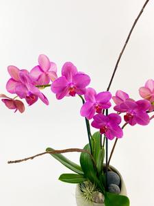 Modern Tranquility Cheap Order