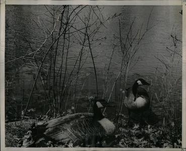 1946 Press Photo Canadian Geese Buy Cheap Fake