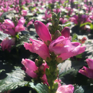 'Hot Lips' Pink Turtlehead - Chelone lyonii Official Cheap Online