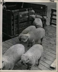 1948 Press Photo Michigan State Fair Store Sale Online