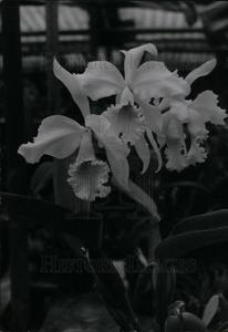 1952 Press Photo Beautiful Orchids Cheap Sale 2025 Unisex