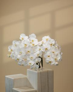 The Orchidia Cheap Sale Cheapest