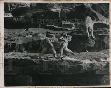 1952 Press Photo Monkeys At Zoo - cvp82319 Shop For