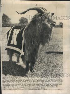 1953 Press Photo Billy the Kid Navy Goat Grey Outlet Store Online