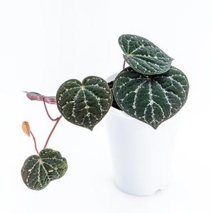 Piper Wullung Cheap Sale Visit New