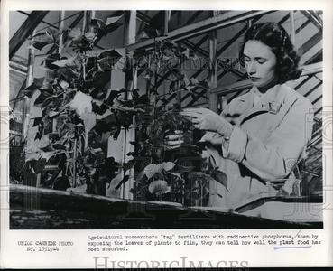 1955 Press Photo Agricultural Researchers Plant Food Footlocker Finishline Online