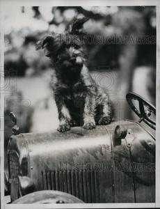 1934 Press Photo Rags Playmate of Billy Gettle Father a Millionaire Kidnapped Pictures Cheap Online