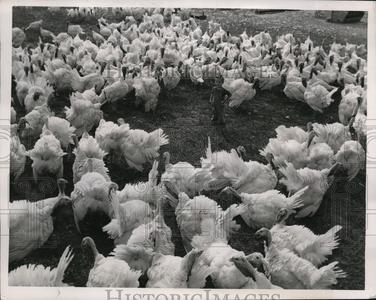 1947 Press Photo Carl Singers & White Holland Turkeys at Adam Guth Turkey Farm Really Cheap