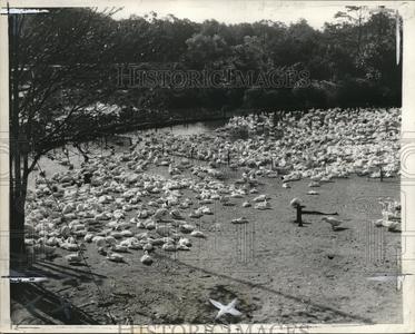 1930 Press Photo Ducks Town Manchester