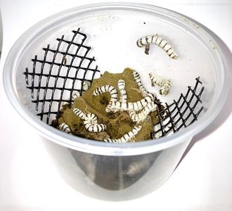 Silk Worms Cheap Pice Buy Discount