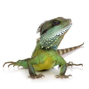 Iguana i bele pozadina Cheap Sale Countdown Package
