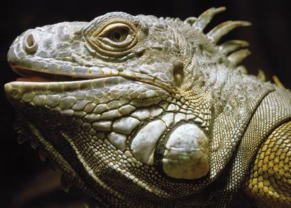 Iguana koza Discount With Mastercard