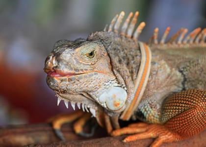 Iguana narandzasta Cheap Sale Exclusive