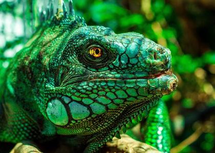 Iguana zelene boje Shop For