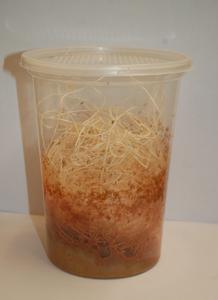 Melanogaster Fruit Flies Cheap Fashion Style