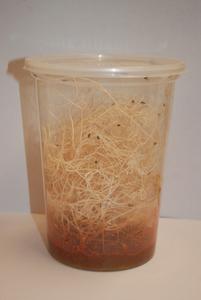 Hydei Fruit Flies Outlet Pay With Paypal