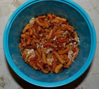 Butterworms Cheap Pice Low Shipping Fee