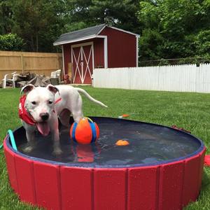 Portable Pet Pool™️ Free Shipping Browse