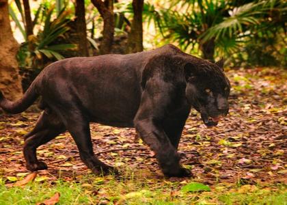 Panter seta Discount Cost