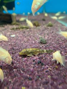 Dwarf Bristlenose Pleco Outlet Low Shipping Fee