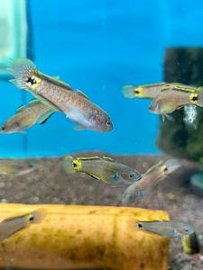 Peacock Gudgeon Deals Online