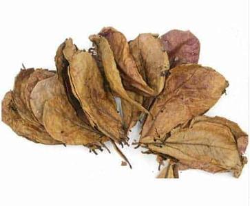 New Cal Indian Almond Leaves 10pk Clearance Low Pice