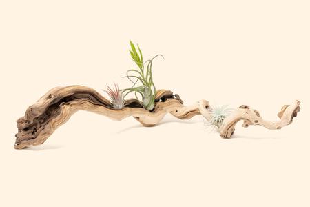 Sandblasted Grapevine Wood - Multiple Sizes - With or Without Tillandsia Best Wholesale For Sale