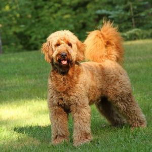 Goldendoodles trava Finishline Cheap Online