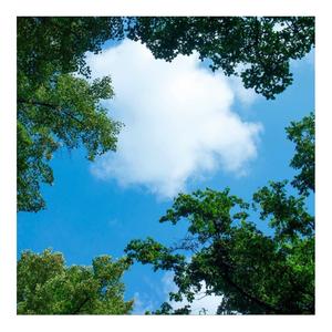 Wolk-bos plafond | Fotoprint | 1 paneel | 60x60cm Outlet Fashionable