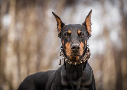 Pinscher bodlja Cheap Online Online