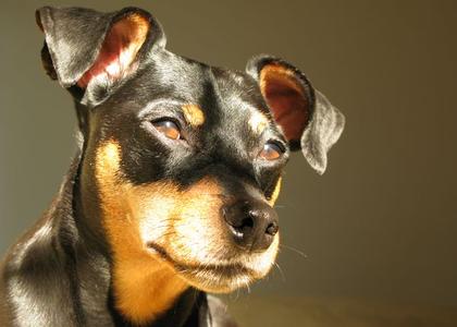 Pinscher pogled Cheap Fake