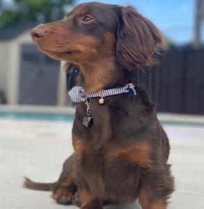 Shungite Pet Charm Sale Low Pice