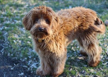 Labradoodles oke Clearance Wholesale Pice