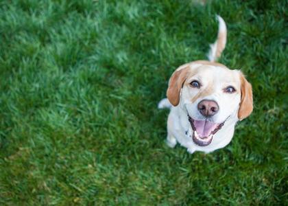 Labrador retriver u travi Buy Cheap Best Store To Get