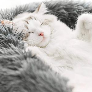 MrFluffyFriend™ - World's #1 Anxiety Relieving Pet Bed Excellent Online