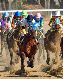 Enhancement Sport Performance - Horse Small Package Hot Sale