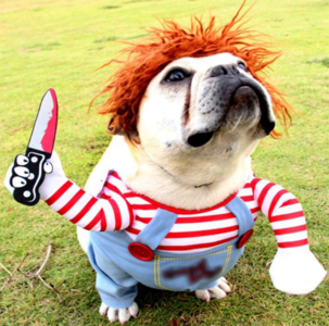 Pet Halloween custom, Dog Halloween custom Cheap Sale Purchase