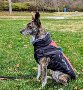 Warm Dog Coat, Big Dog Vest Jacket Cheap Outlet Locations