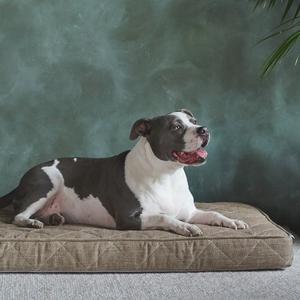 Griffith Pet Bed Clearance Tumblr
