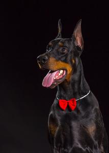 Doberman pozadina crna From China