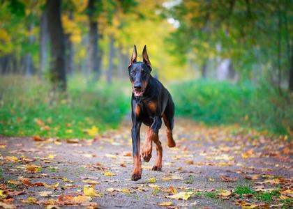 Doberman trci Cheap Official