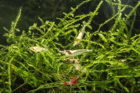 Snow Ball Shrimp Pick A Best Cheap Pice