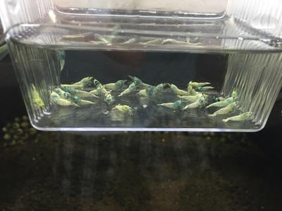 Blue Bolt Shrimp (A Grade) Cheapest Cheap Online