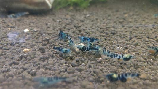 Dragon Blood (Blue Calceo) Shrimp Sale Browse