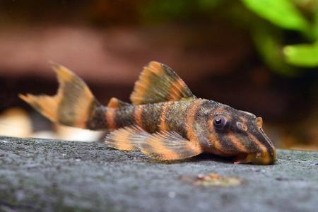 Alenquer Tiger Pleco L397 (Tank Bred) Outlet Footaction