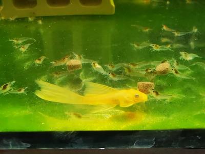 Longfin Blue Eye Lemon Bristlenose Pleco L144A Sale Purchase