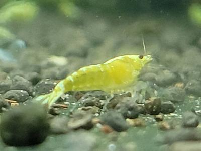 Yellow Galaxy Pinto Shrimp Mix Discount Huge Surprise