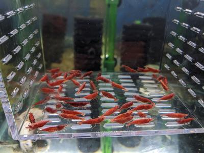 Fire Red Cherry Shrimp Cheap Wholesale